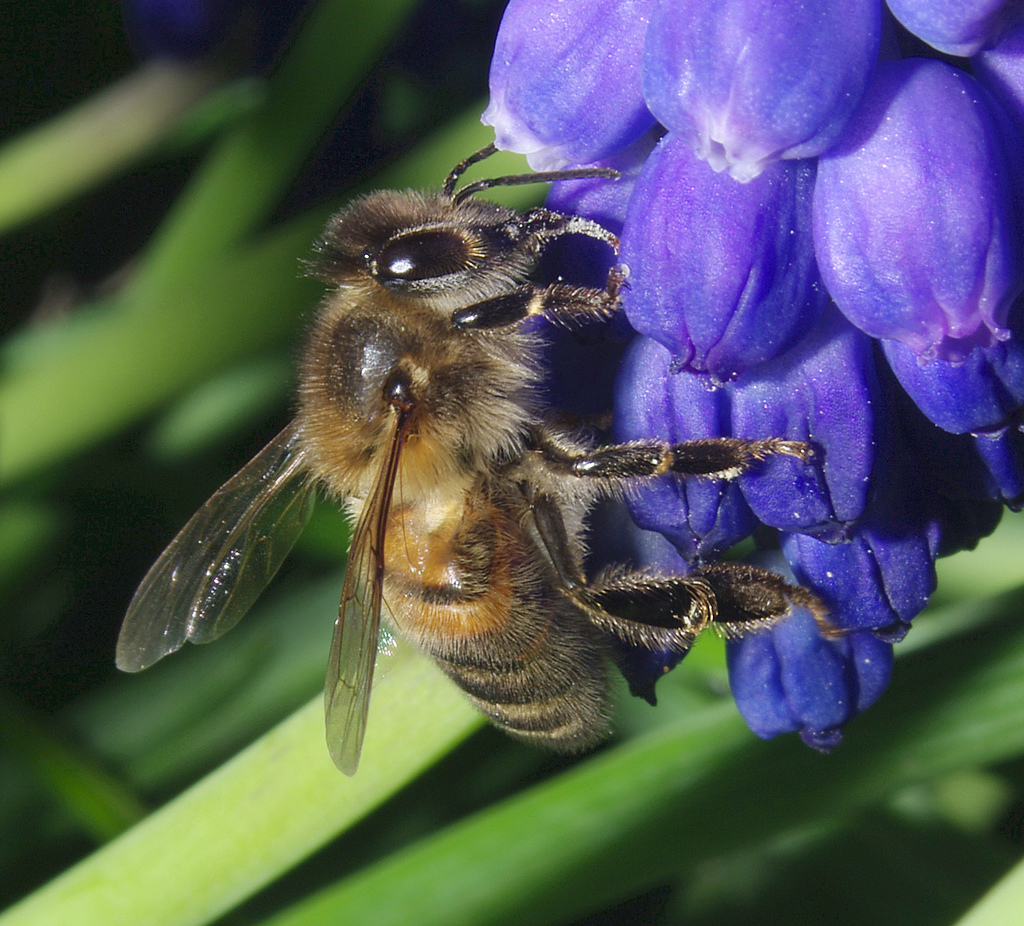 Spring Bee