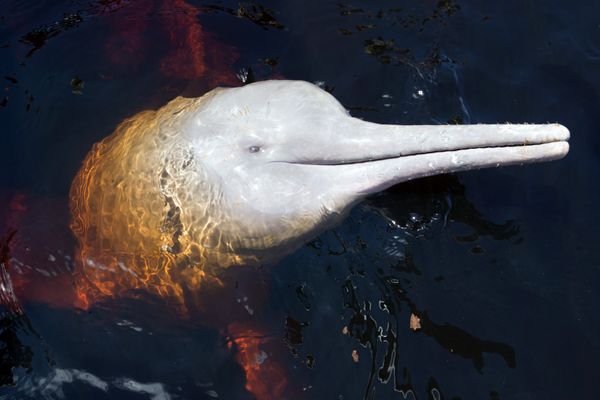 Visserij, baggerwerken en dammen bedreigen Amazone-dolfijnen