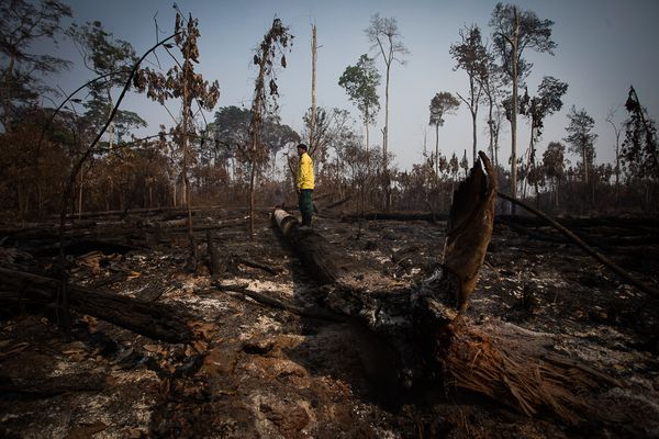 “Ontbossing Amazone meer dan gehalveerd”