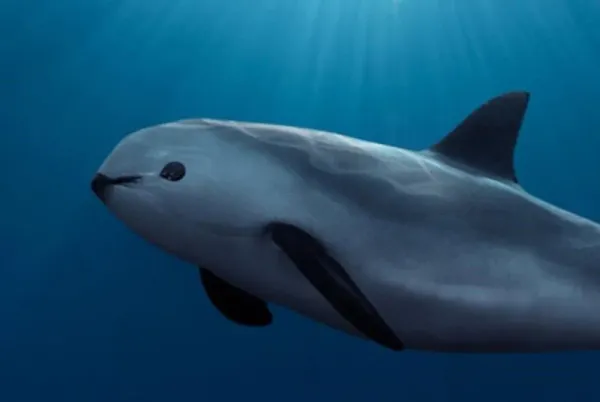 Uitstervingsalarm voor kleinste walvisachtige ter wereld