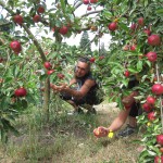 Fruit crowdsourcen in de stad