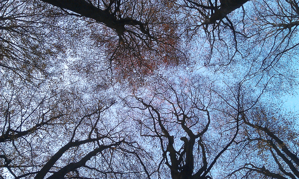 arboles