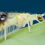 Menselijk oog (nog) onmisbaar bij datamining