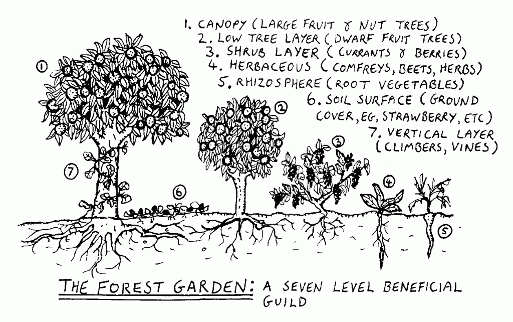 Eén van bekenste gildes: een Forest Garden