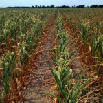 Biologische gewassen groeien beter dan GGO’s onder recorddroogte