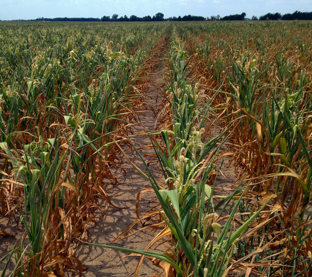 droogte-in-mais