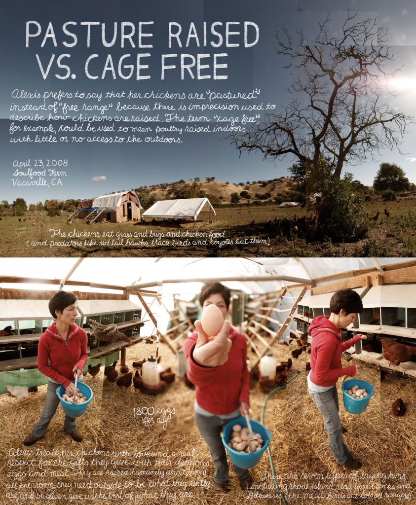 pastureraisedvscagefree