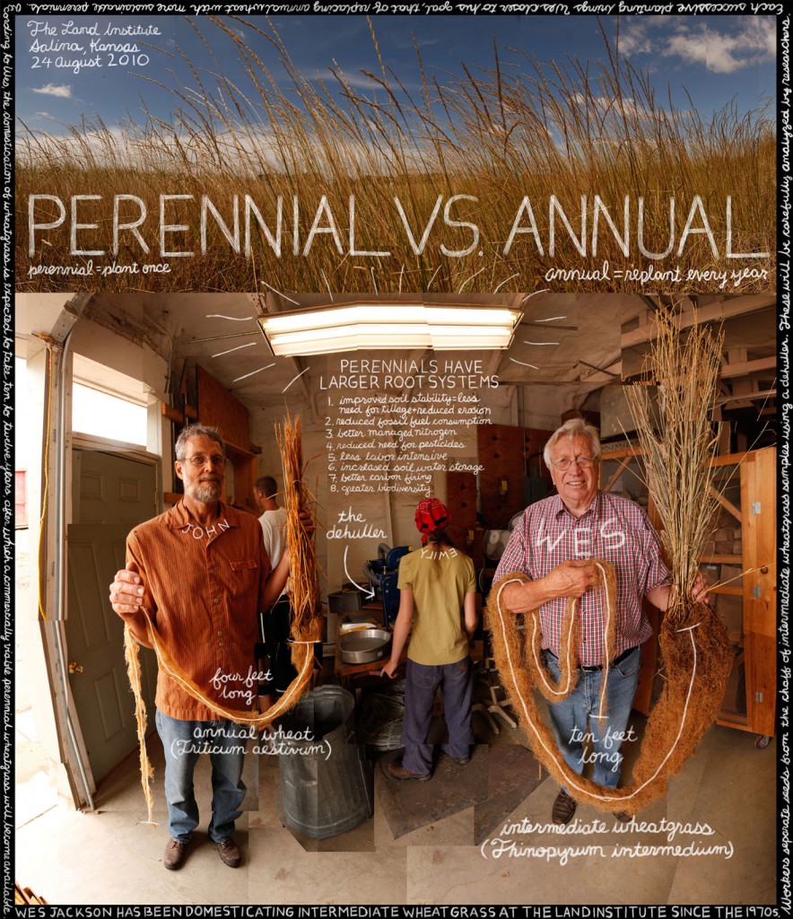 perennialvsannual