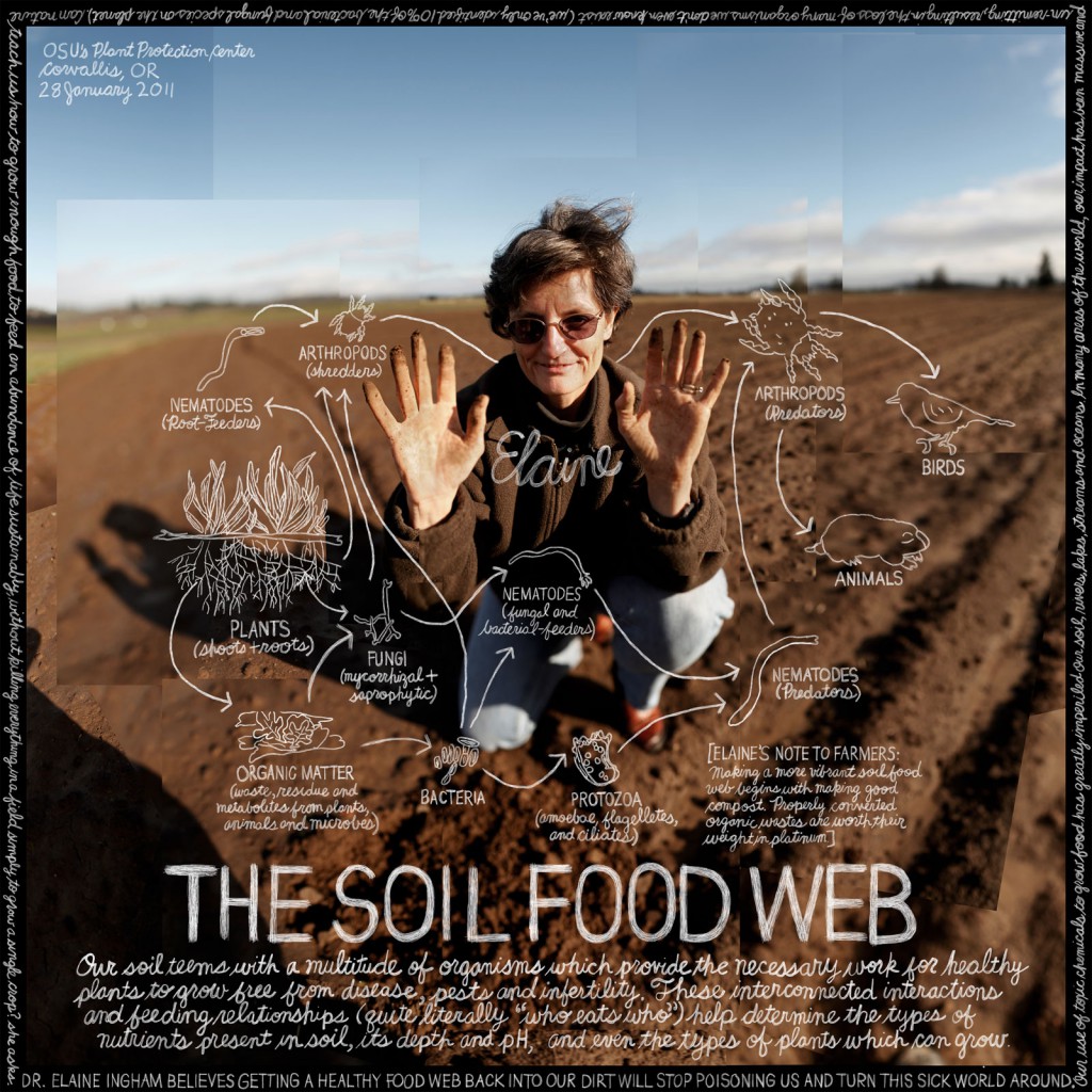 soilfoodweb