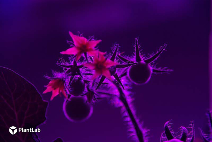 PlantLab007