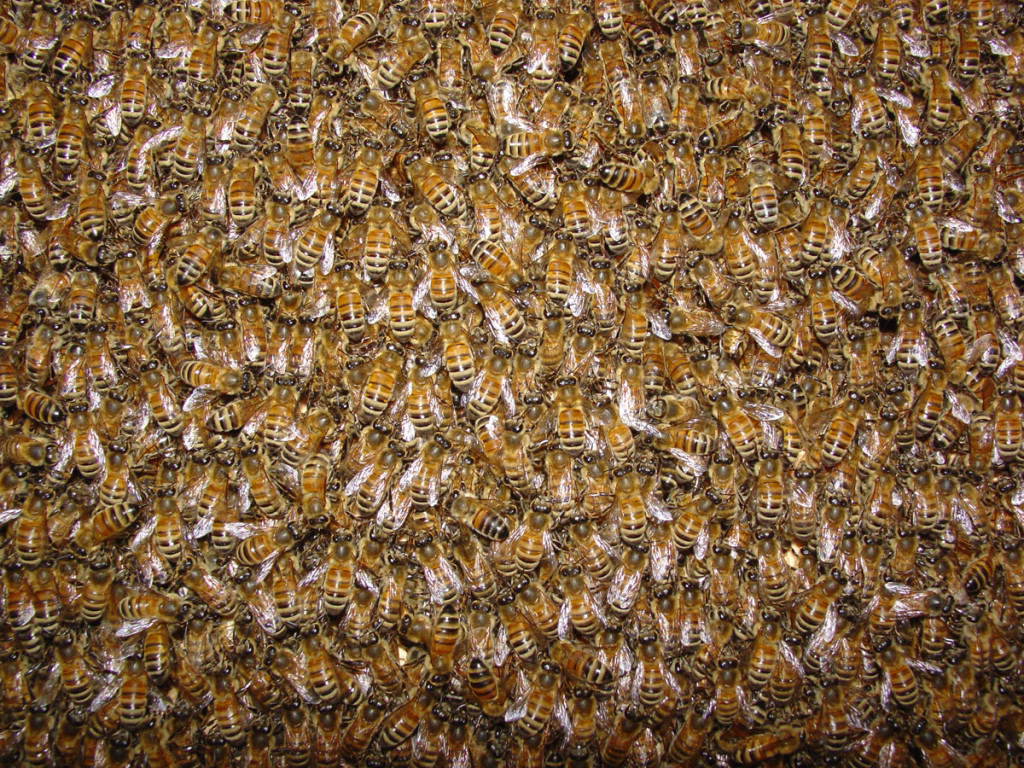 bees