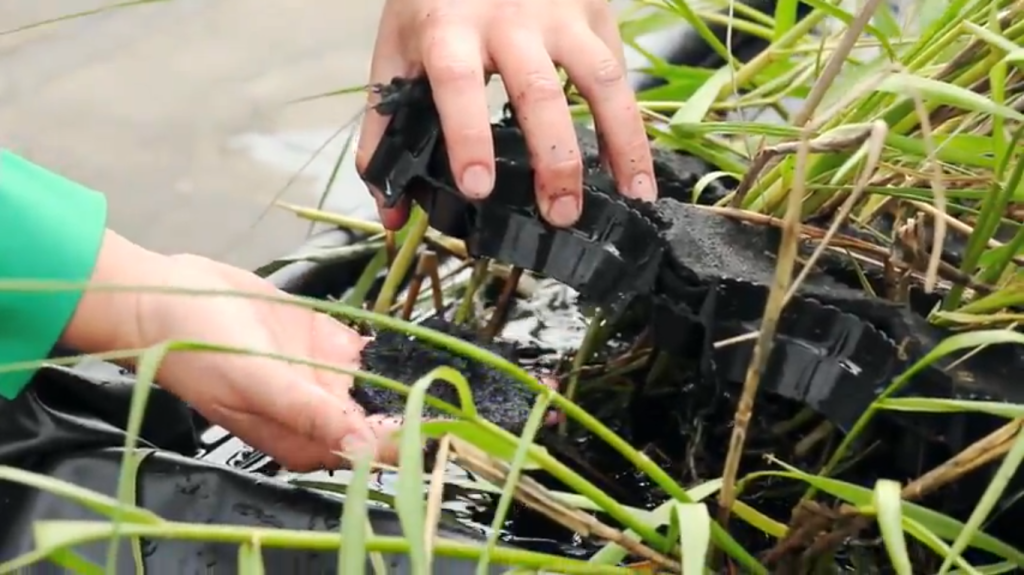 Planten als schone, betrouwbare energiebron