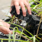 Schone, betrouwbare energie uit planten