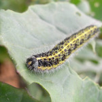 Ook bio-boeren sproeien rommel