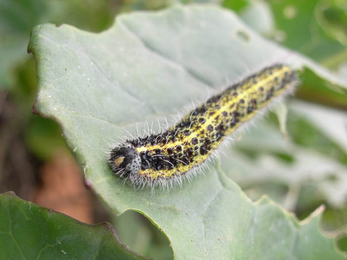cabbage_white_caterpillar