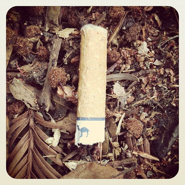 litterati-11