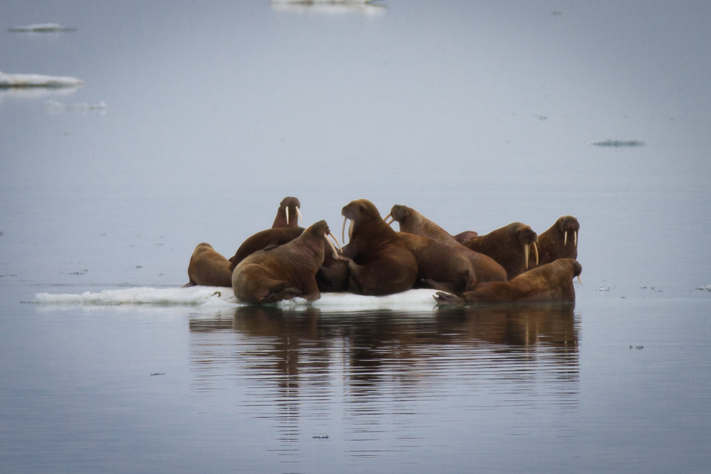 Walrus on ice ©1231 KOvsyanikova via http://www.adventure.travel/russian-far-east-a-last-frontier-of-exploration/