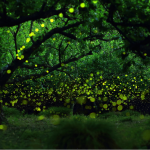 Biomimicry voor managers