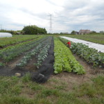 Het hoe, wat en waarom van Gemeenschapslandbouw (CSA)