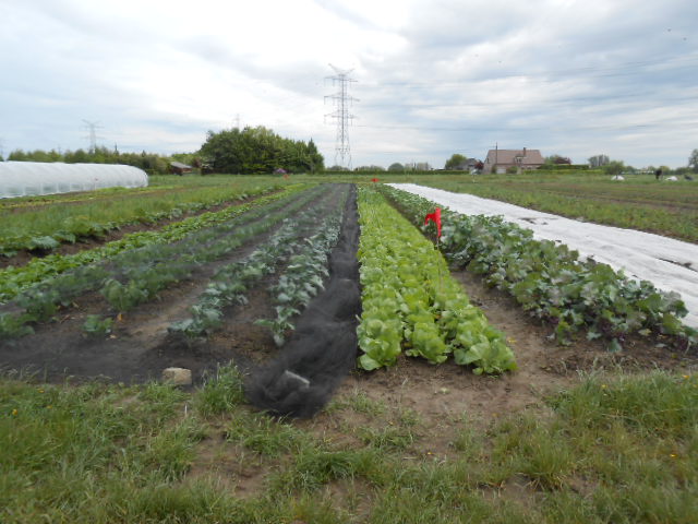csa