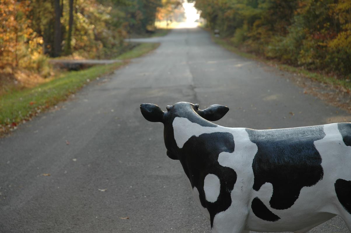 010914_0947_Goedkopekoo1.jpg