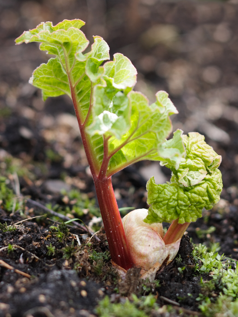 Young_rhubarb_487848166[1]