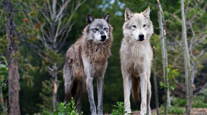 Shawn-Kinkade-WSK_2005-Flickr-Wolves