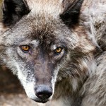 Rewilding: laat de natuur de dans leiden